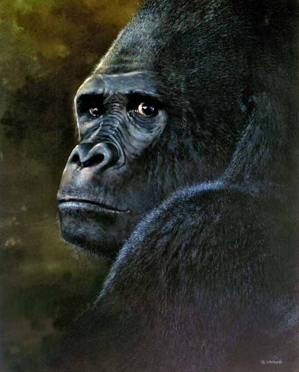 Gorilla Timmy